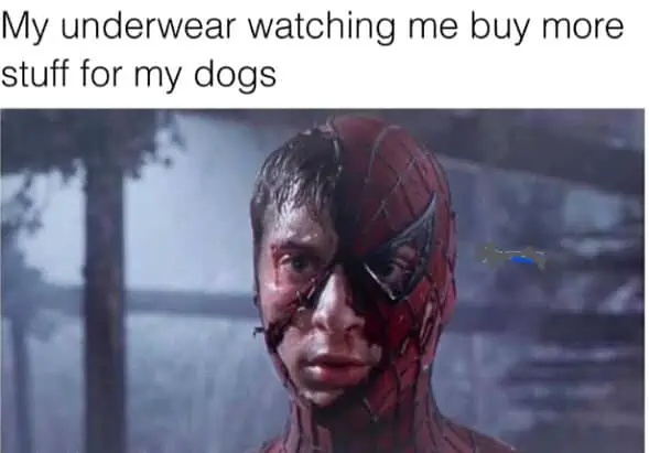 Tobey McGuire Spider-Man meme, My underwear watching me buy more stuff for my dogs