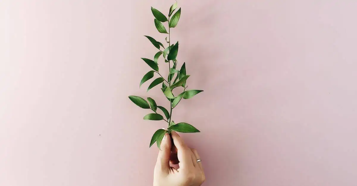 Woman extending olive branch in relationship