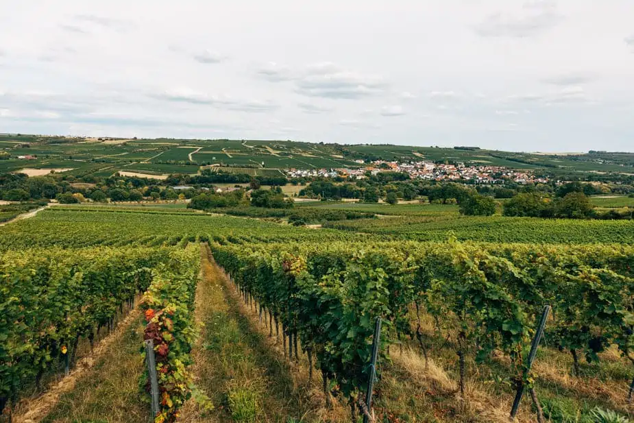vineyard over looking ruraltown