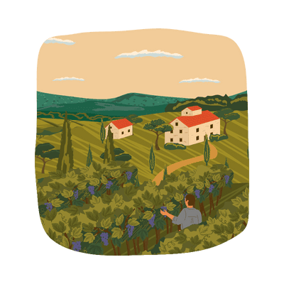 wine vineyard