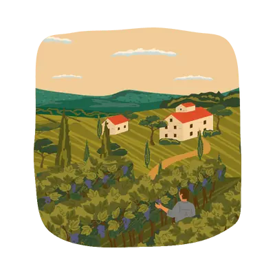 wine vineyard